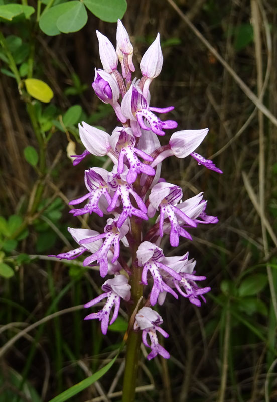 Orchis militaris - Cadine (TN)